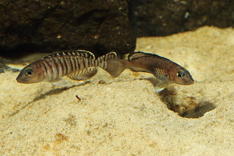 Lamprologus signatus